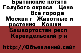 Британские котята Голубого окраса › Цена ­ 8 000 - Все города, Москва г. Животные и растения » Кошки   . Башкортостан респ.,Караидельский р-н